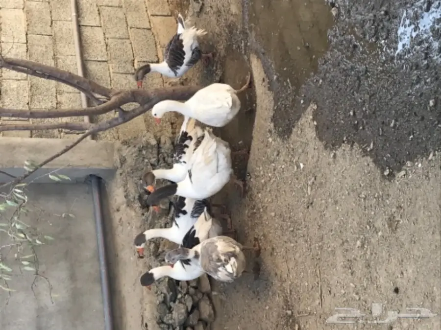  البيع وز بلدي (image 1)