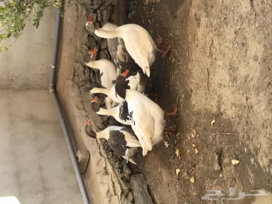  البيع وز بلدي (image 2)