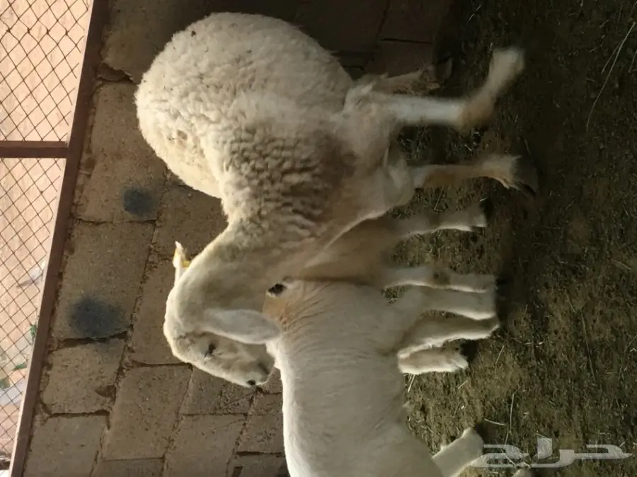 للبيع حريه معها اثنين (image 1)