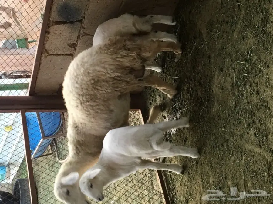 للبيع حريه معها اثنين (image 2)