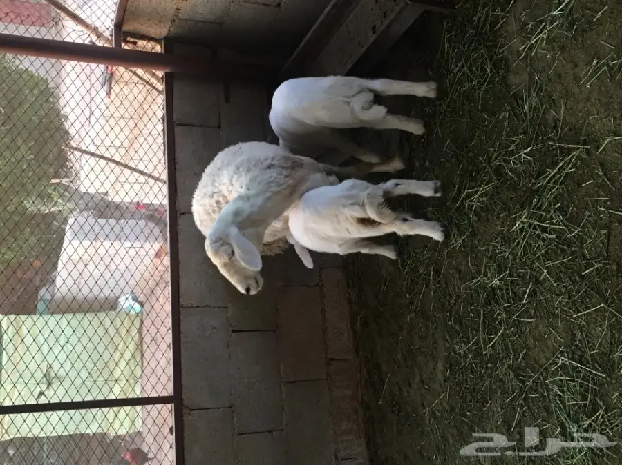 للبيع حريه معها اثنين (image 3)