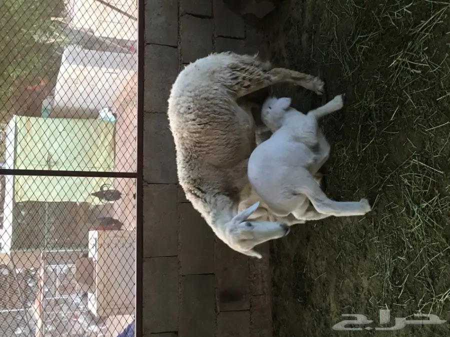 للبيع حريه معها اثنين (image 4)