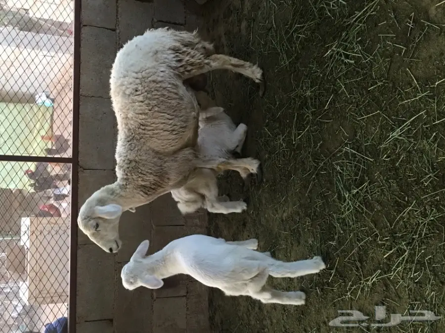 للبيع حريه معها اثنين (image 6)