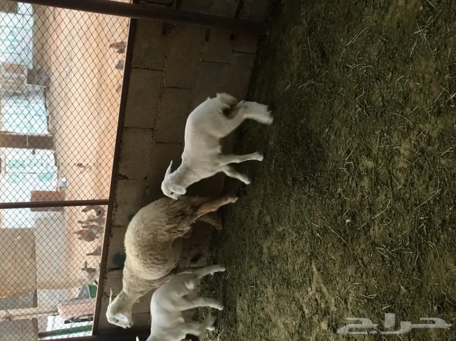 للبيع حريه معها اثنين (image 7)