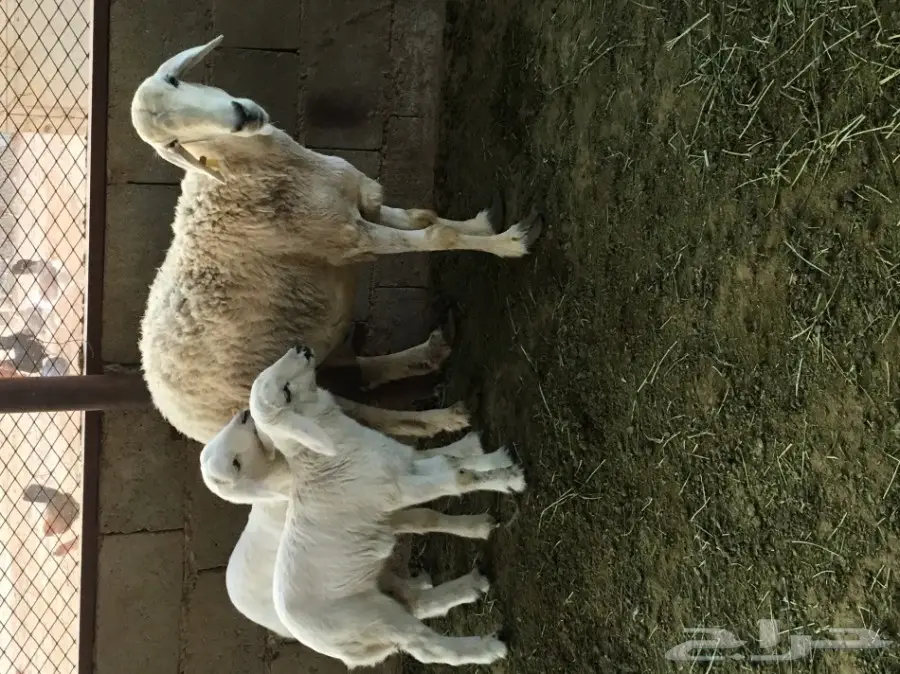 للبيع حريه معها اثنين (image 8)