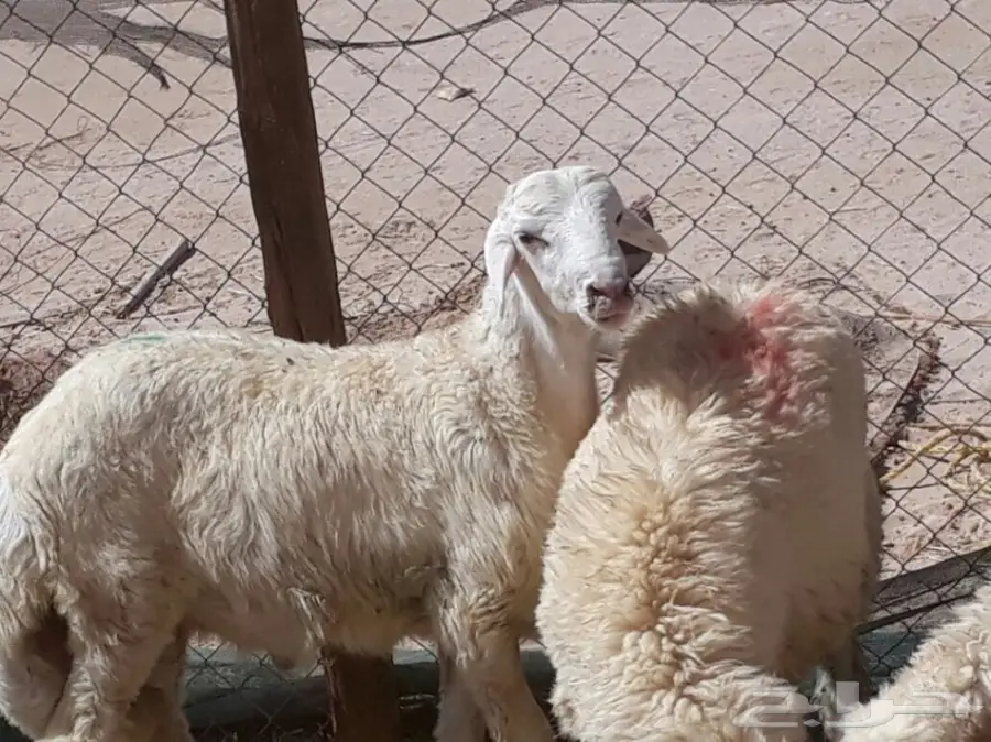 طليان حريه مع الذبح والتوصيل