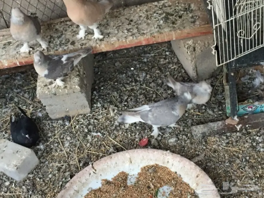 ثلاث ازواج تركي ارفلي دبل كرست . وطبه . البيع (image 2)