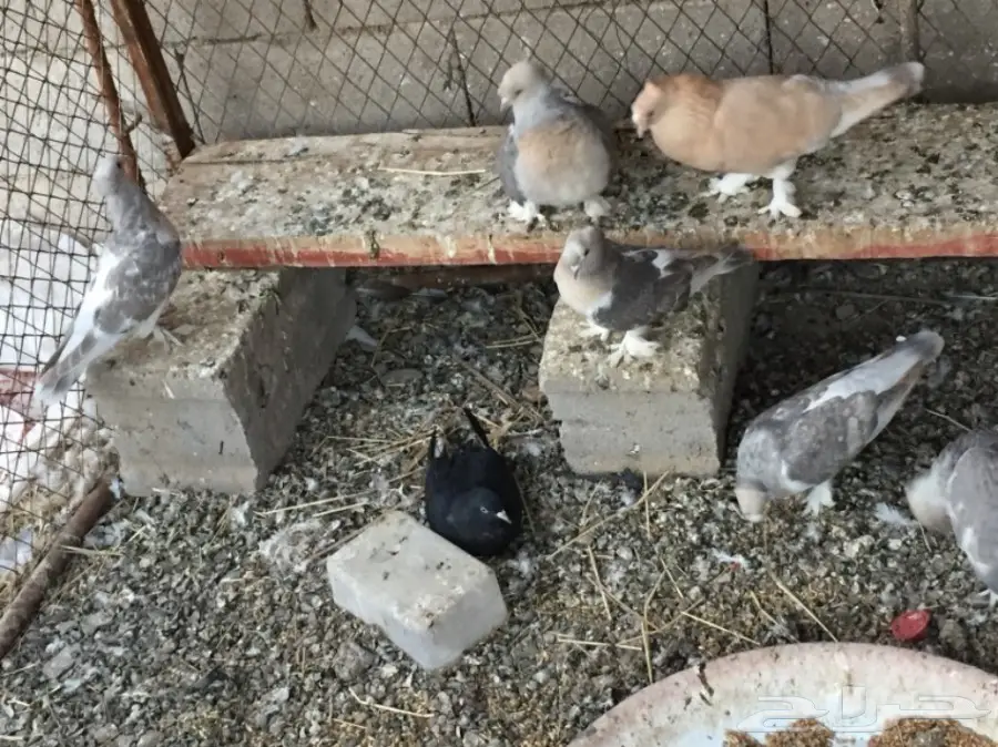 ثلاث ازواج تركي ارفلي دبل كرست . وطبه . البيع (image 3)