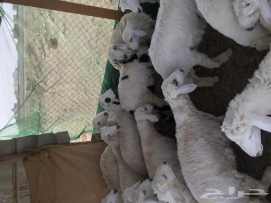 طليان حريه مع الذبح والتوصيل (image 2)