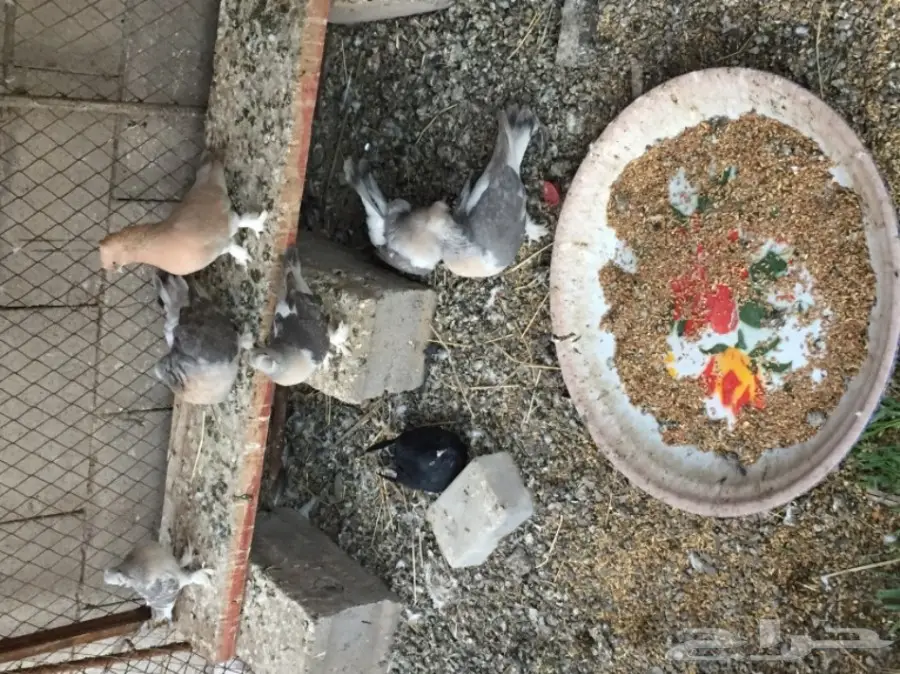 ثلاث ازواج تركي ارفلي دبل كرست . وطبه . البيع (image 4)