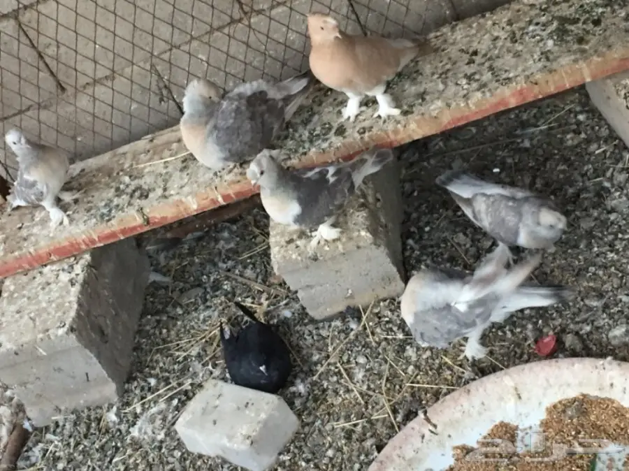 ثلاث ازواج تركي ارفلي دبل كرست . وطبه . البيع (image 5)