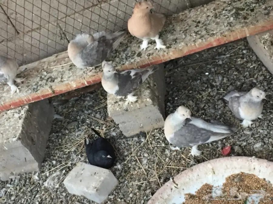 ثلاث ازواج تركي ارفلي دبل كرست . وطبه . البيع (image 6)