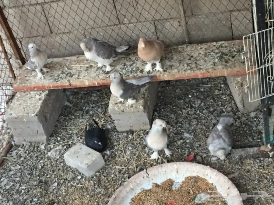 ثلاث ازواج تركي ارفلي دبل كرست . وطبه . البيع (image 7)