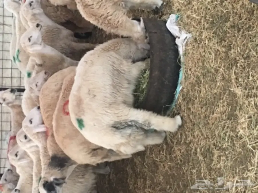 طليان حريه مع الذبح والتوصيل (image 16)