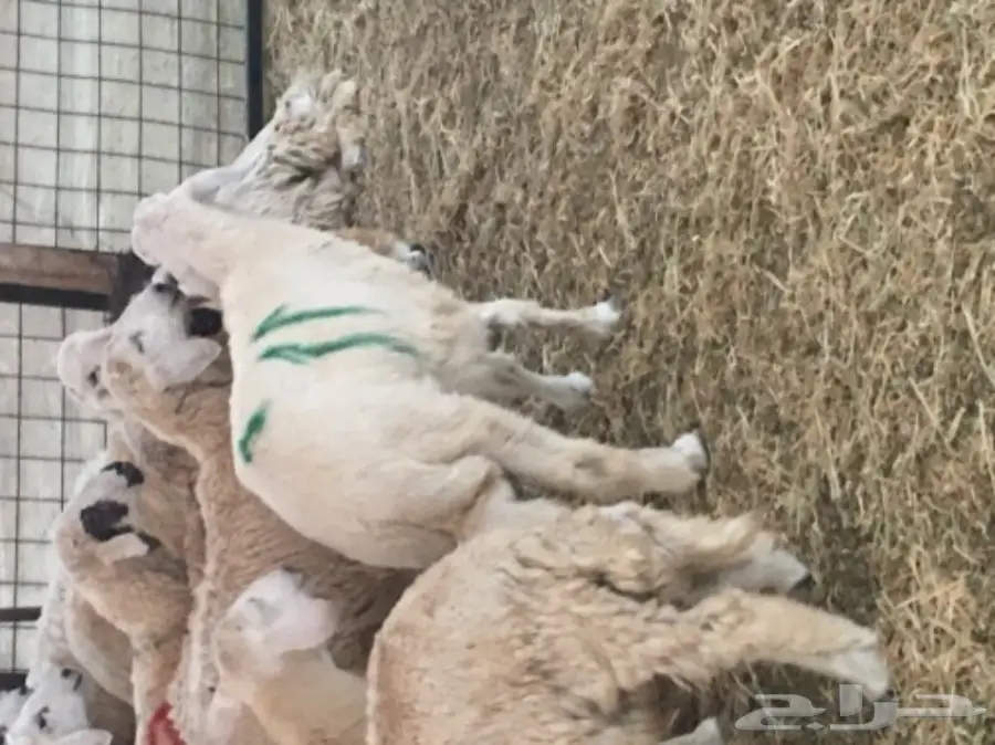 طليان حريه مع الذبح والتوصيل (image 17)