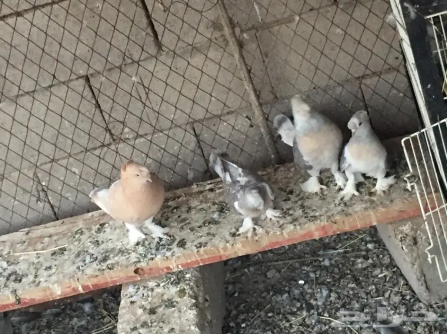 ثلاث ازواج تركي ارفلي دبل كرست . وطبه . البيع (image 8)