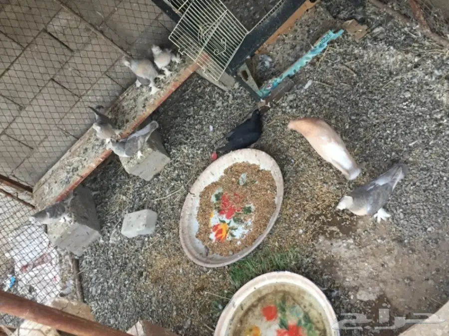 ثلاث ازواج تركي ارفلي دبل كرست . وطبه . البيع (image 10)