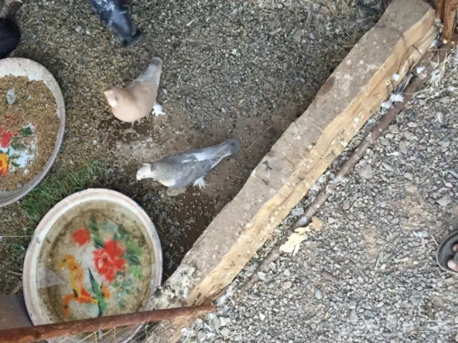 ثلاث ازواج تركي ارفلي دبل كرست . وطبه . البيع (image 11)