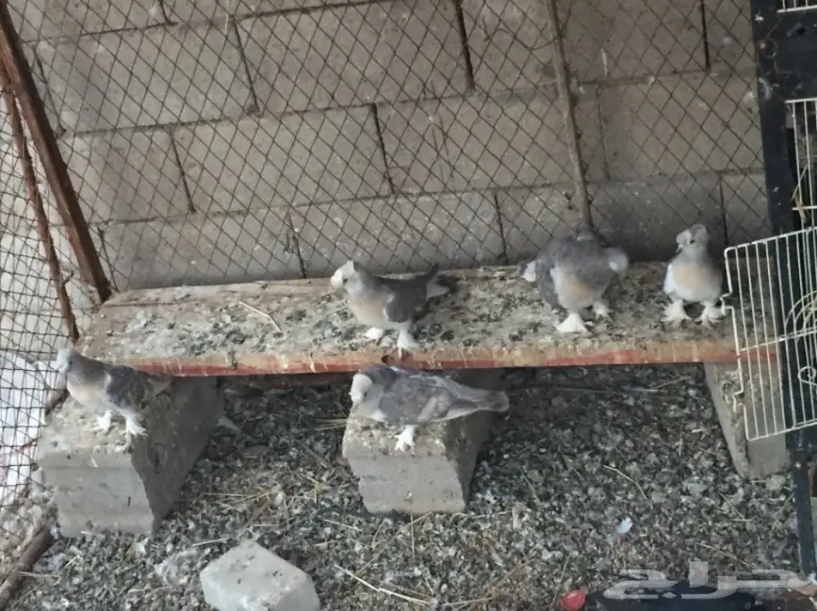 ثلاث ازواج تركي ارفلي دبل كرست . وطبه . البيع (image 12)