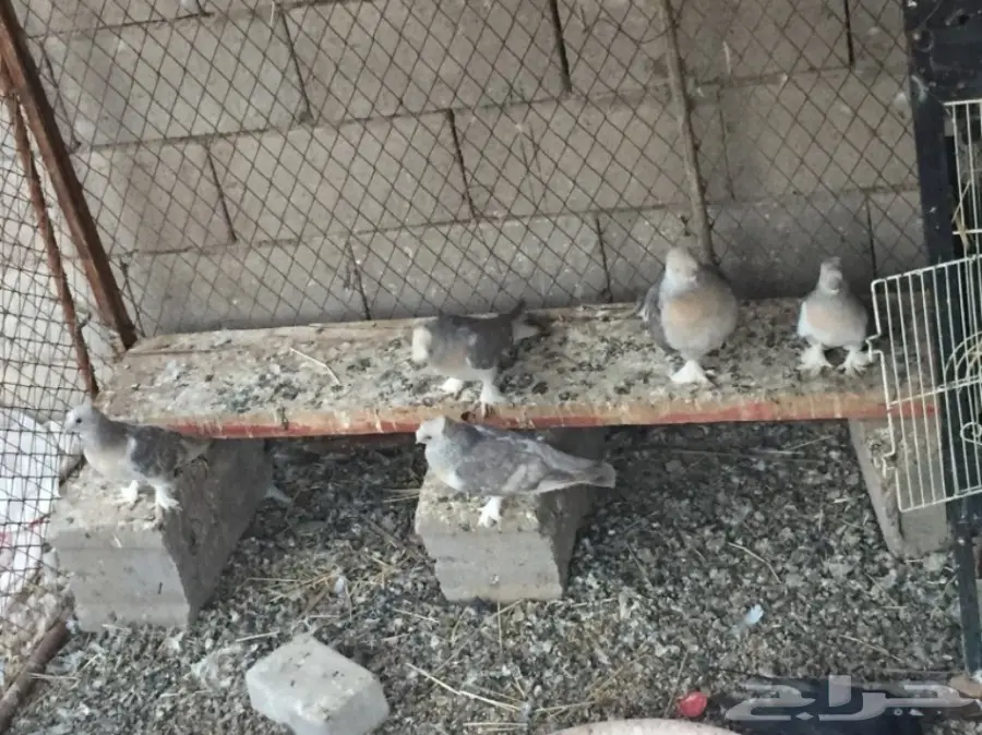 ثلاث ازواج تركي ارفلي دبل كرست . وطبه . البيع (image 13)