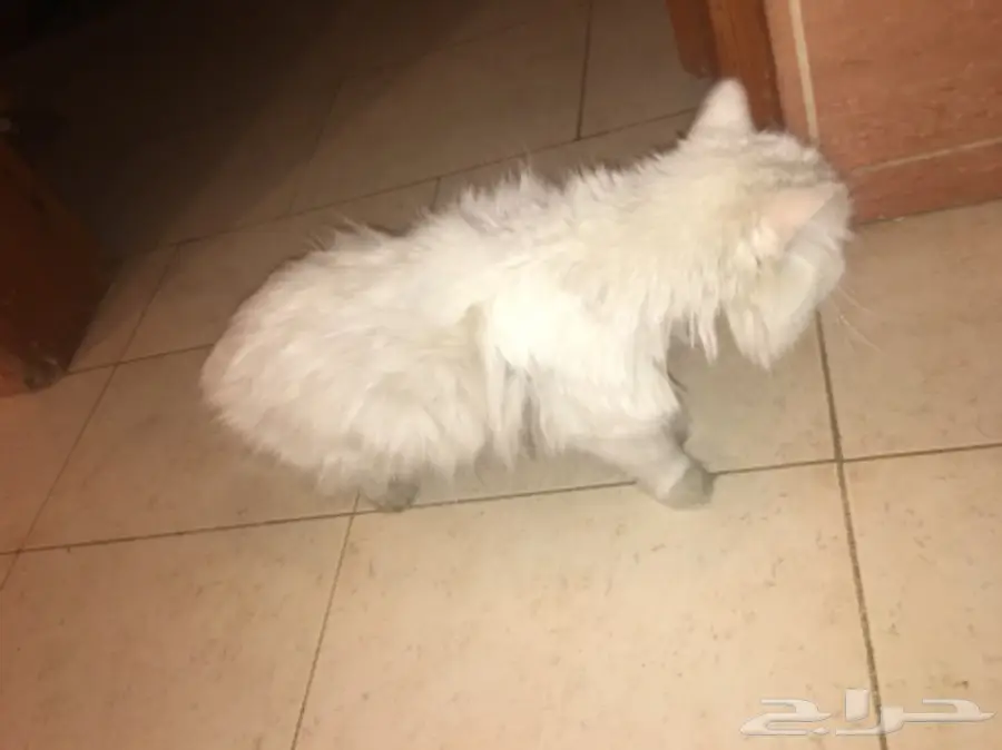 قط شيرازي للتبني (image 1)