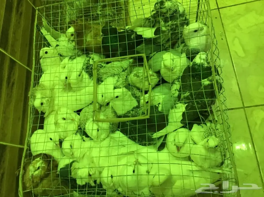 حمام جديد - فرصة لا تُفوّت! (image 38)