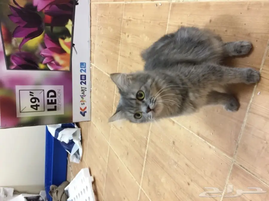 قطط للبيع