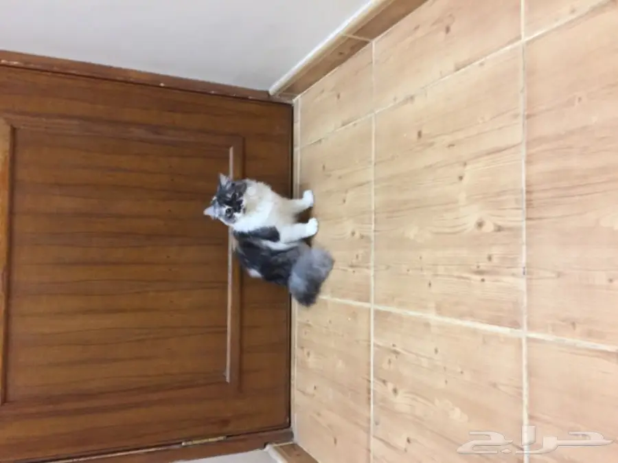 قطط للبيع (image 1)