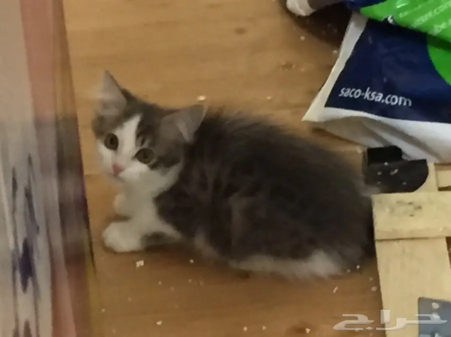 قطط للبيع (image 2)