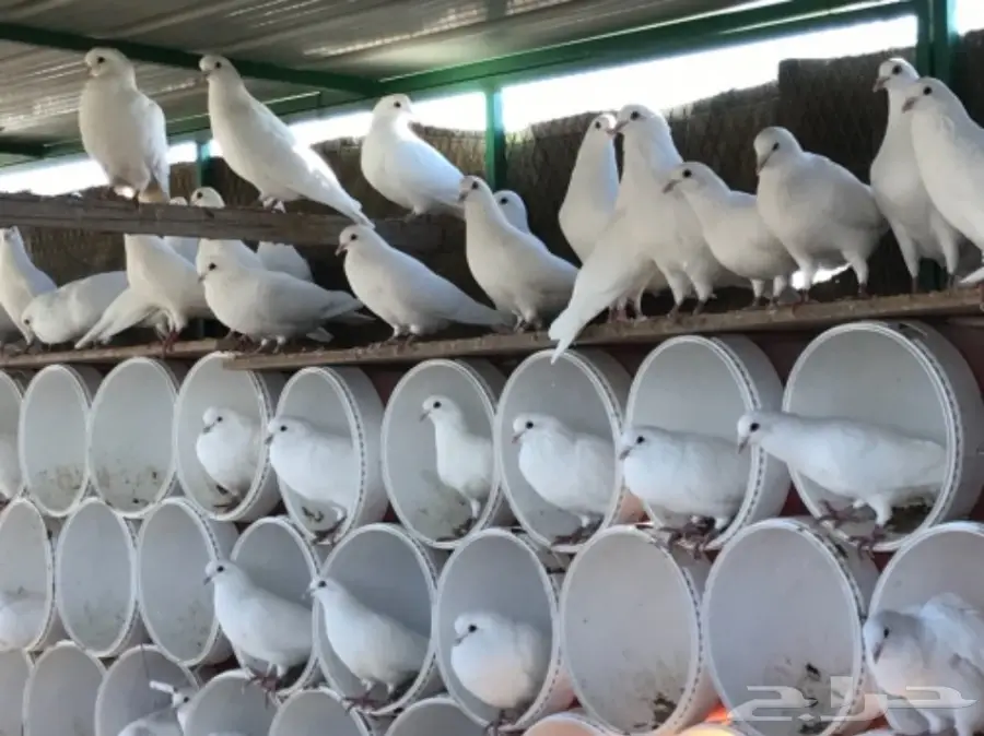 حمام لاحم ابيض سوبر جامبو