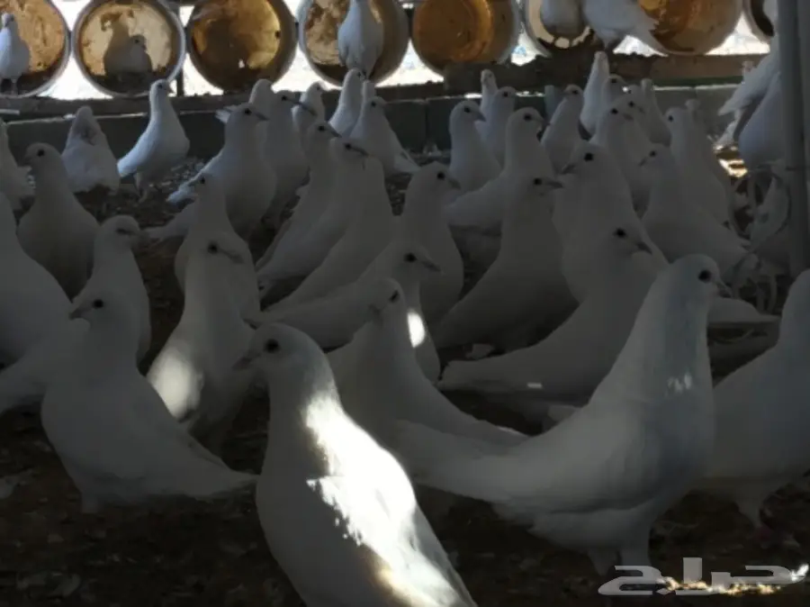 حمام لاحم ابيض سوبر جامبو (image 3)