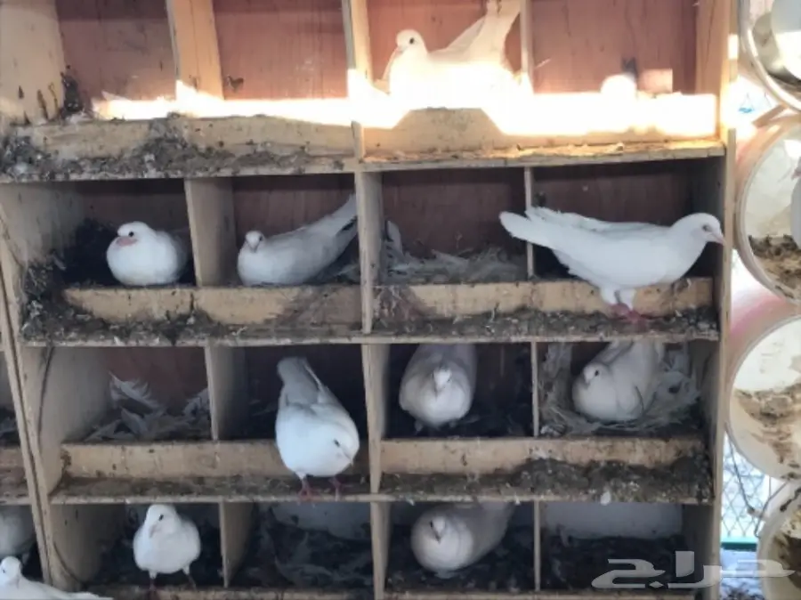 حمام لاحم ابيض سوبر جامبو (image 15)