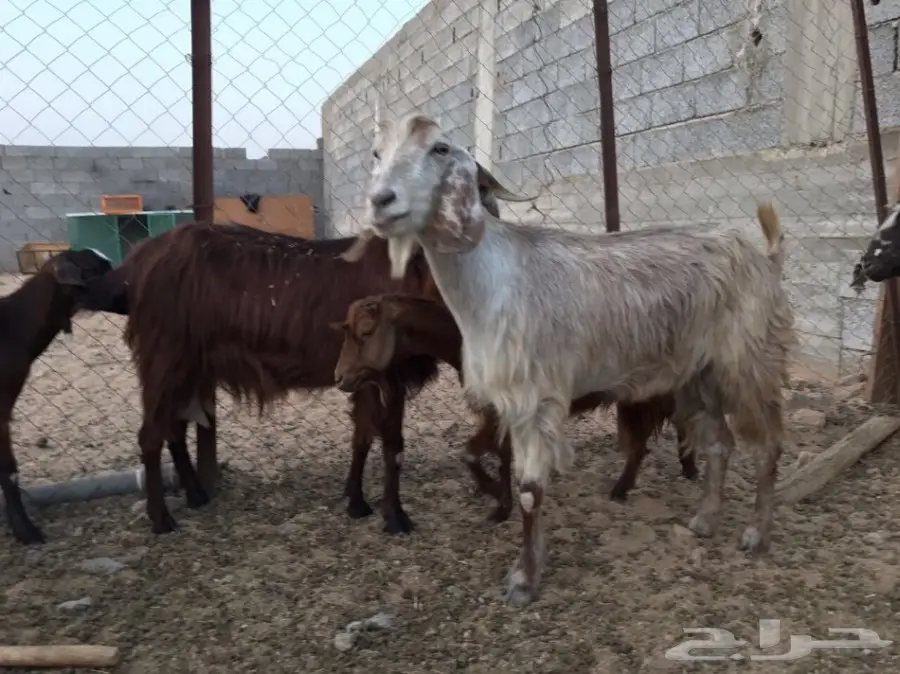 معزا جبلية أصيلة للتهجين - فرصة لا تُفوت!