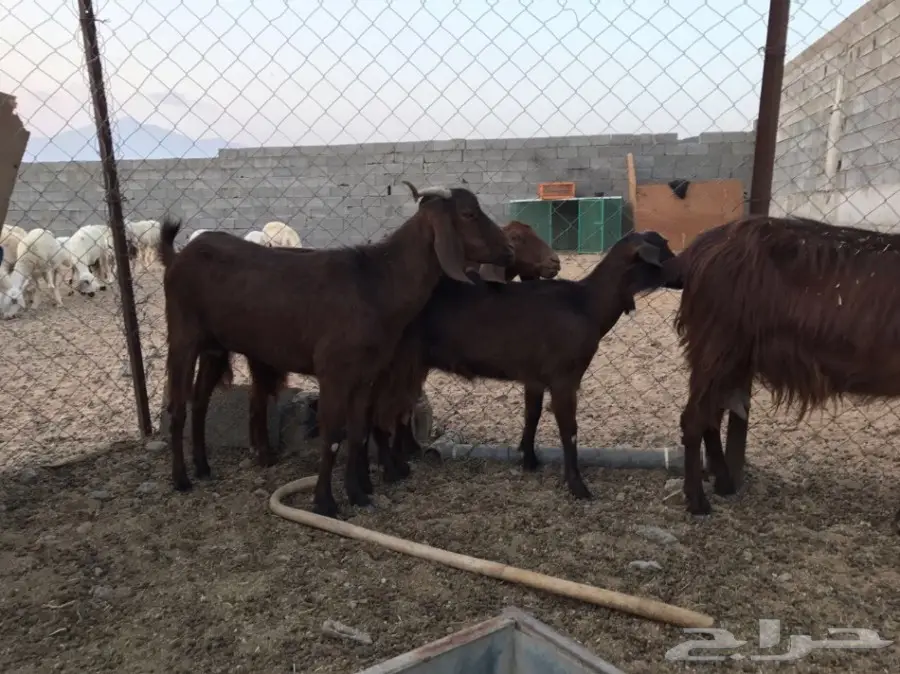 معزا جبلية أصيلة للتهجين - فرصة لا تُفوت! (image 2)