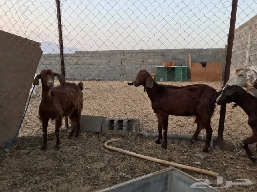 معزا جبلية أصيلة للتهجين - فرصة لا تُفوت! (image 7)