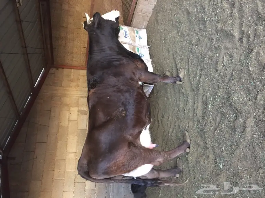 بقره هولنديه منيحه فاخره توها والد امس 