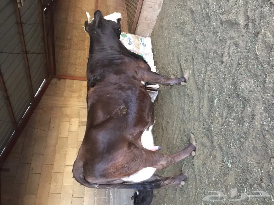 بقره هولنديه منيحه فاخره توها والد امس  (image 1)