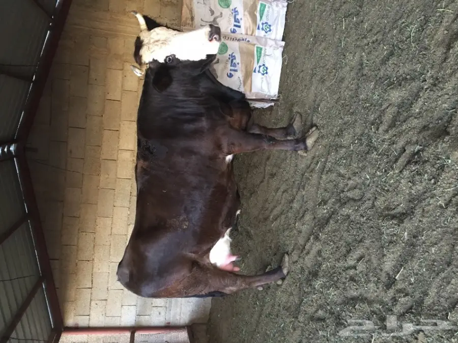 بقره هولنديه منيحه فاخره توها والد امس  (image 2)