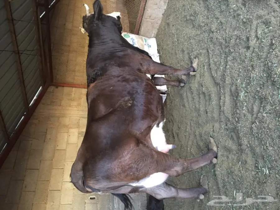 بقره هولنديه منيحه فاخره توها والد امس  (image 3)