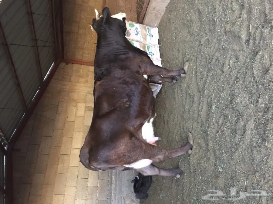 بقره هولنديه منيحه فاخره توها والد امس  (image 4)