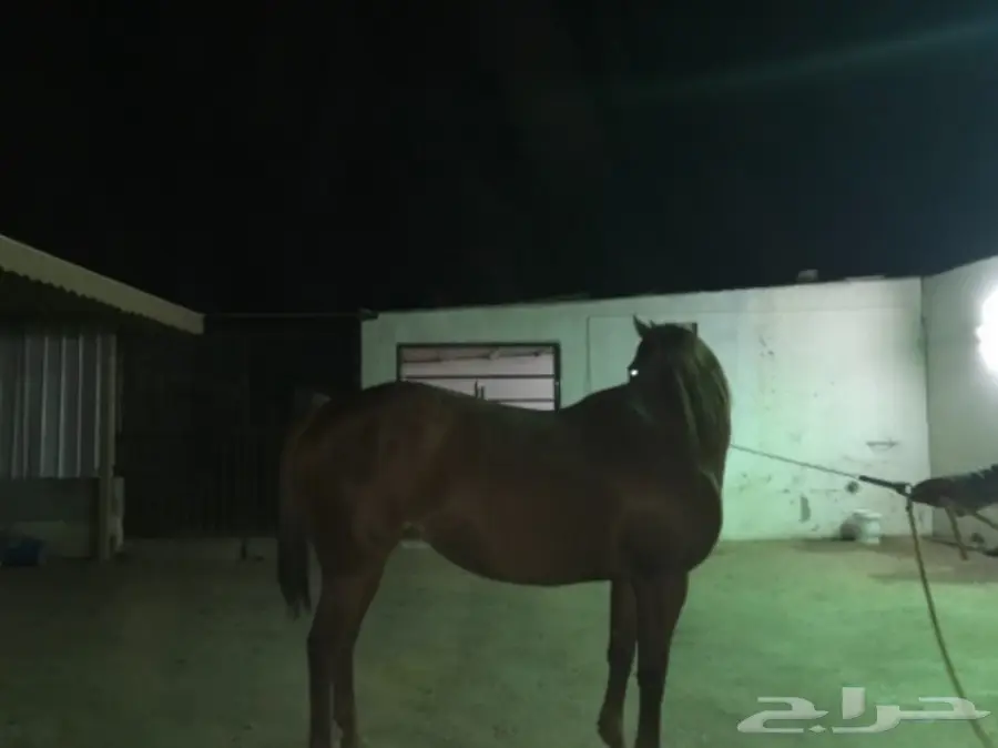 فرس للبيع  