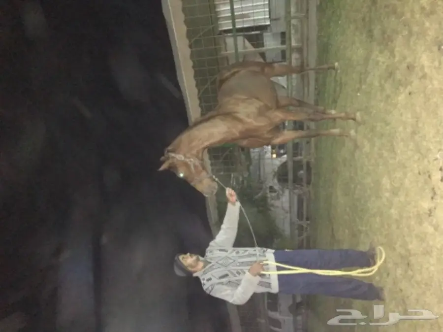 فرس للبيع   (image 1)