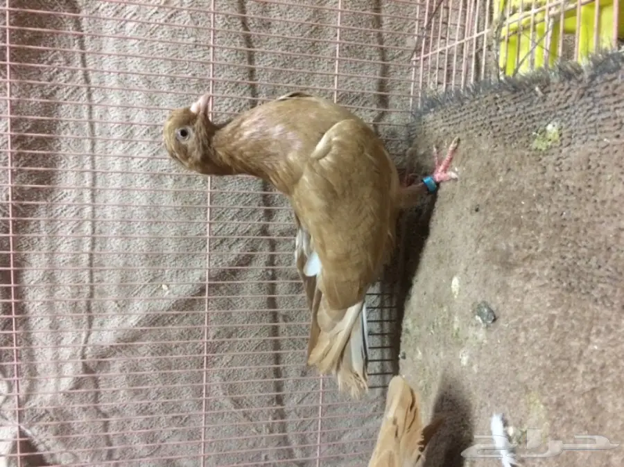 جوز قلاب كوره 