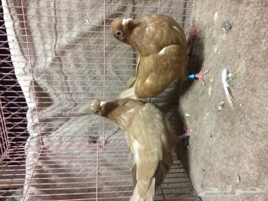 جوز قلاب كوره  (image 1)