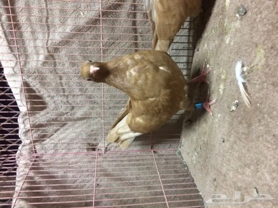 جوز قلاب كوره  (image 2)