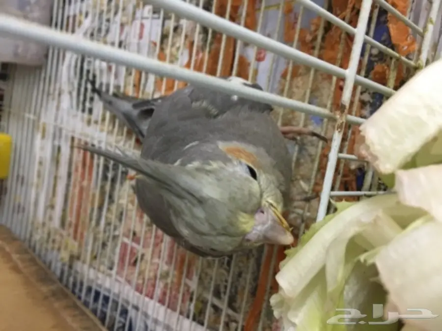 زوج كروان مع فررخه 