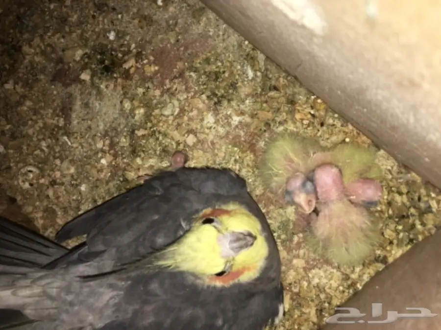 زوج كروان مع فررخه  (image 1)