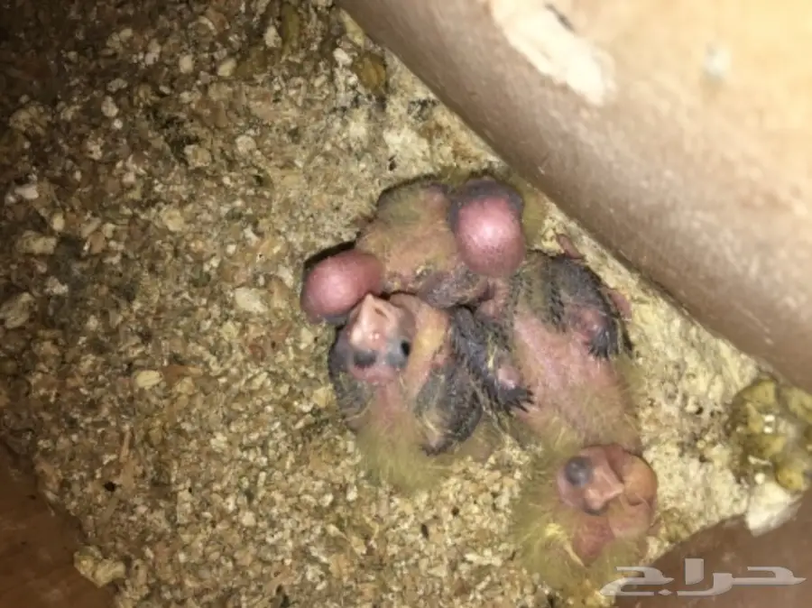 زوج كروان مع فررخه  (image 2)