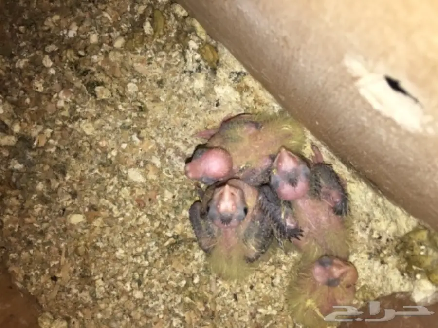 زوج كروان مع فررخه  (image 3)