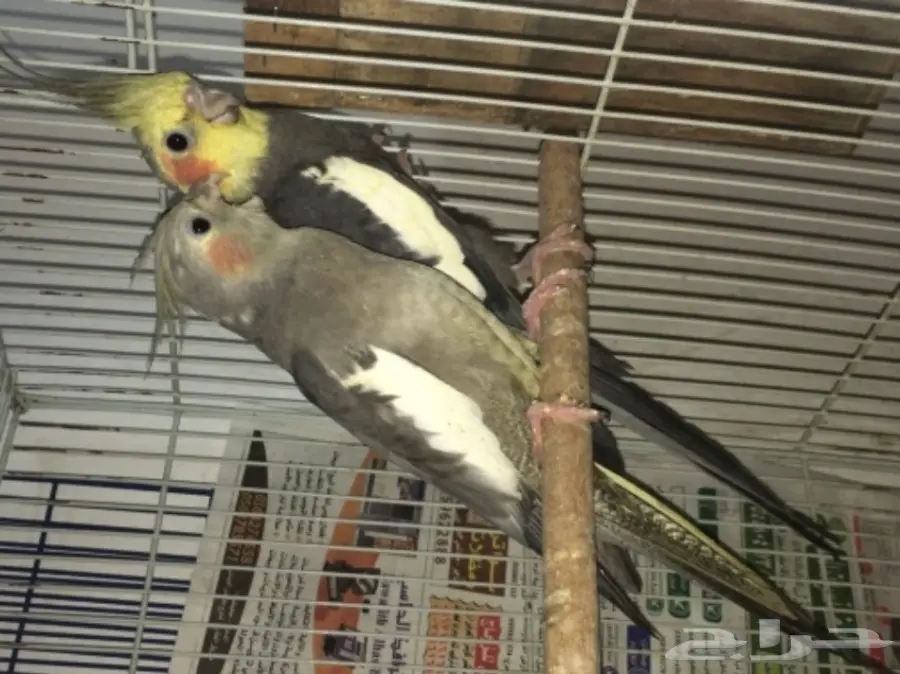 زوج كروان مع فررخه  (image 5)